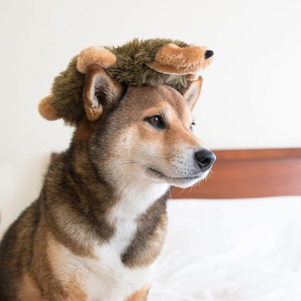 ZippyPaws - Loopy - Brinquedo de pelúcia para cães pequenos e médios - Ouriço - Image 3
