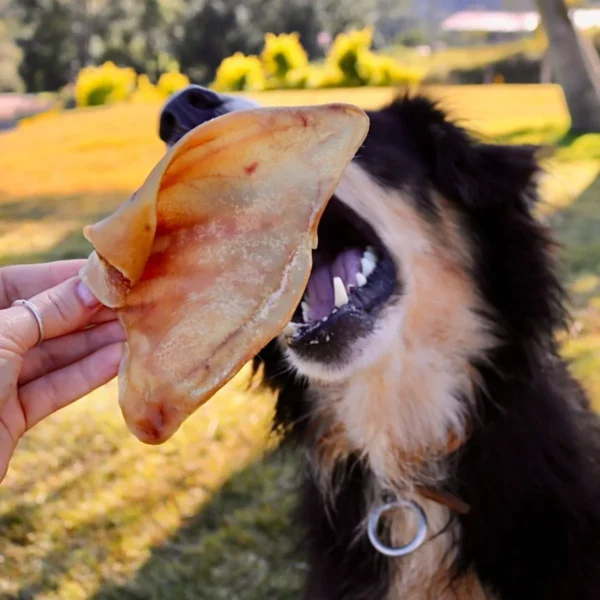 Orelha Suína Petisco em Tiras Natural Para Cães 60g - Image 2