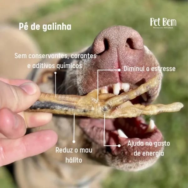 PÉ DE GALINHA / FRANGO 4UN - PET BEM - Image 2