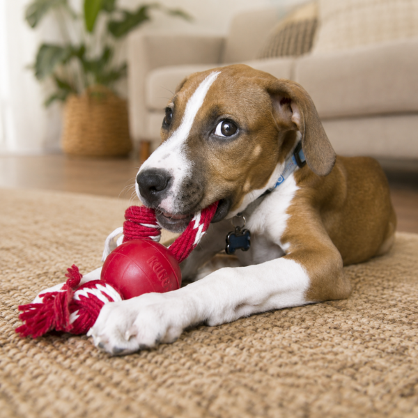 Brinquedo Kong para Cães Ball W/Rope Pequena Vermelha