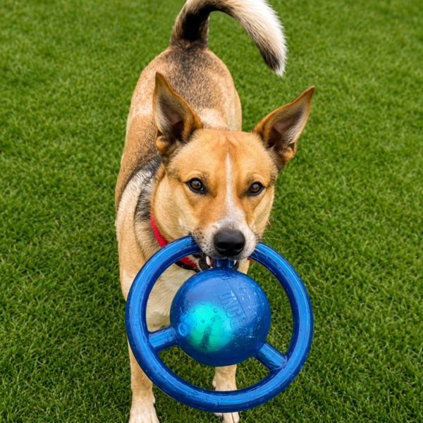 KONG JUMBLER DISC MEDIUM/LARGE